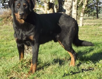 PENSION  des Terres Plaines et élevage canin 